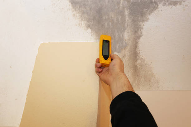  Rockford, MN Mold Removal Pros