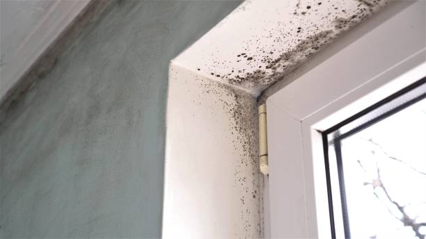 Best Emergency Mold Remediation  in Rockford, MN