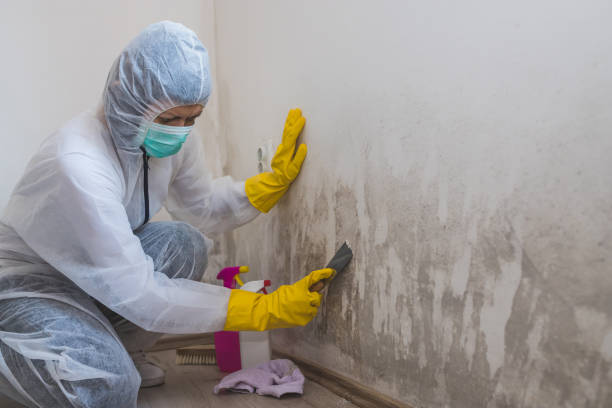 Best Black Mold Removal  in Rockford, MN