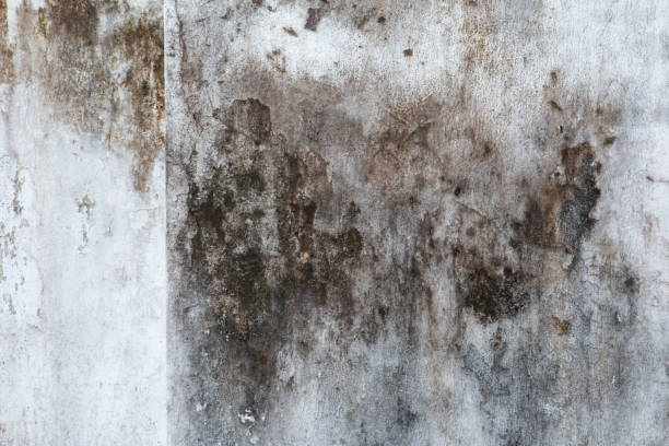 Best Asbestos and Lead Testing During Mold Inspection  in Rockford, MN