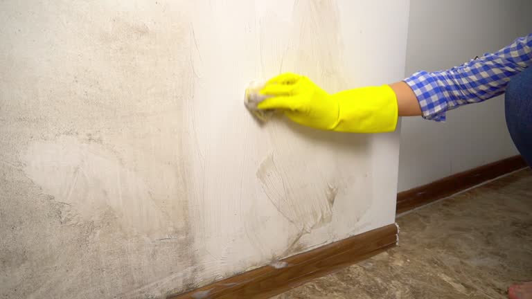 Mold Removal